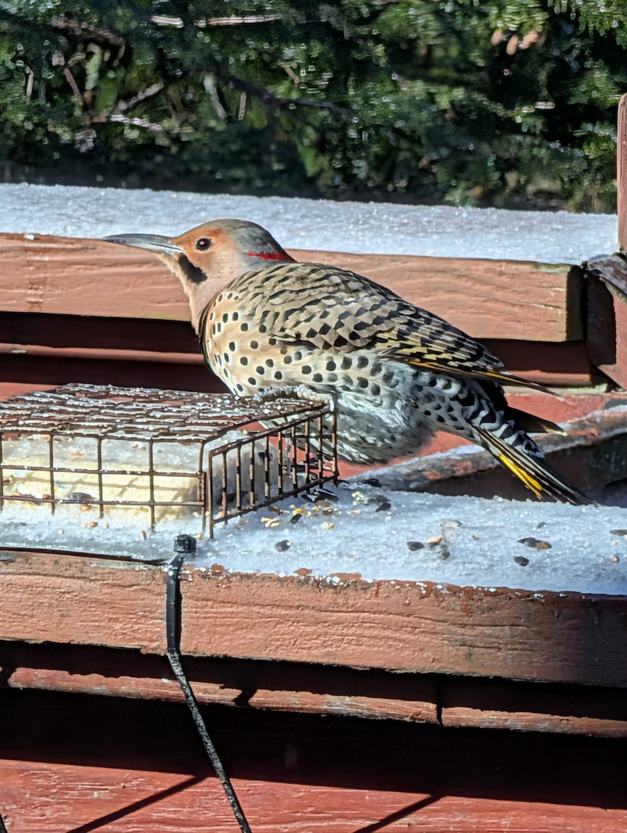 Декол золотистий (підвид auratus/luteus) - ML647764442