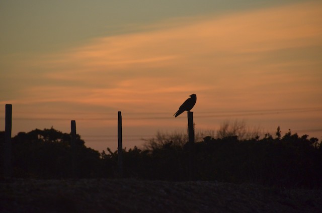 Dungeness RSPB Reserve, Kent, England, United Kingdom - eBird Hotspot