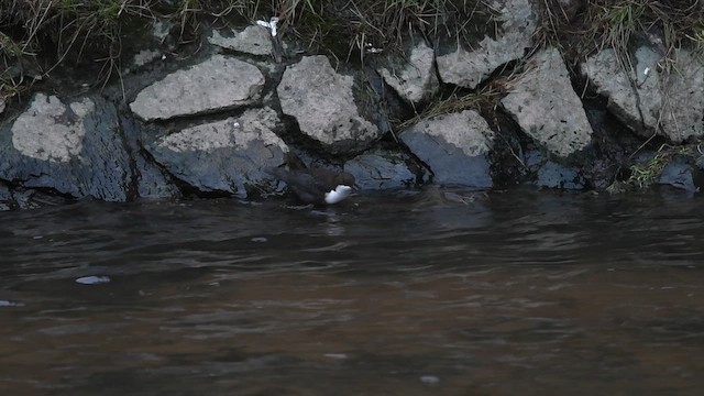 skorec vodní - ML647764474