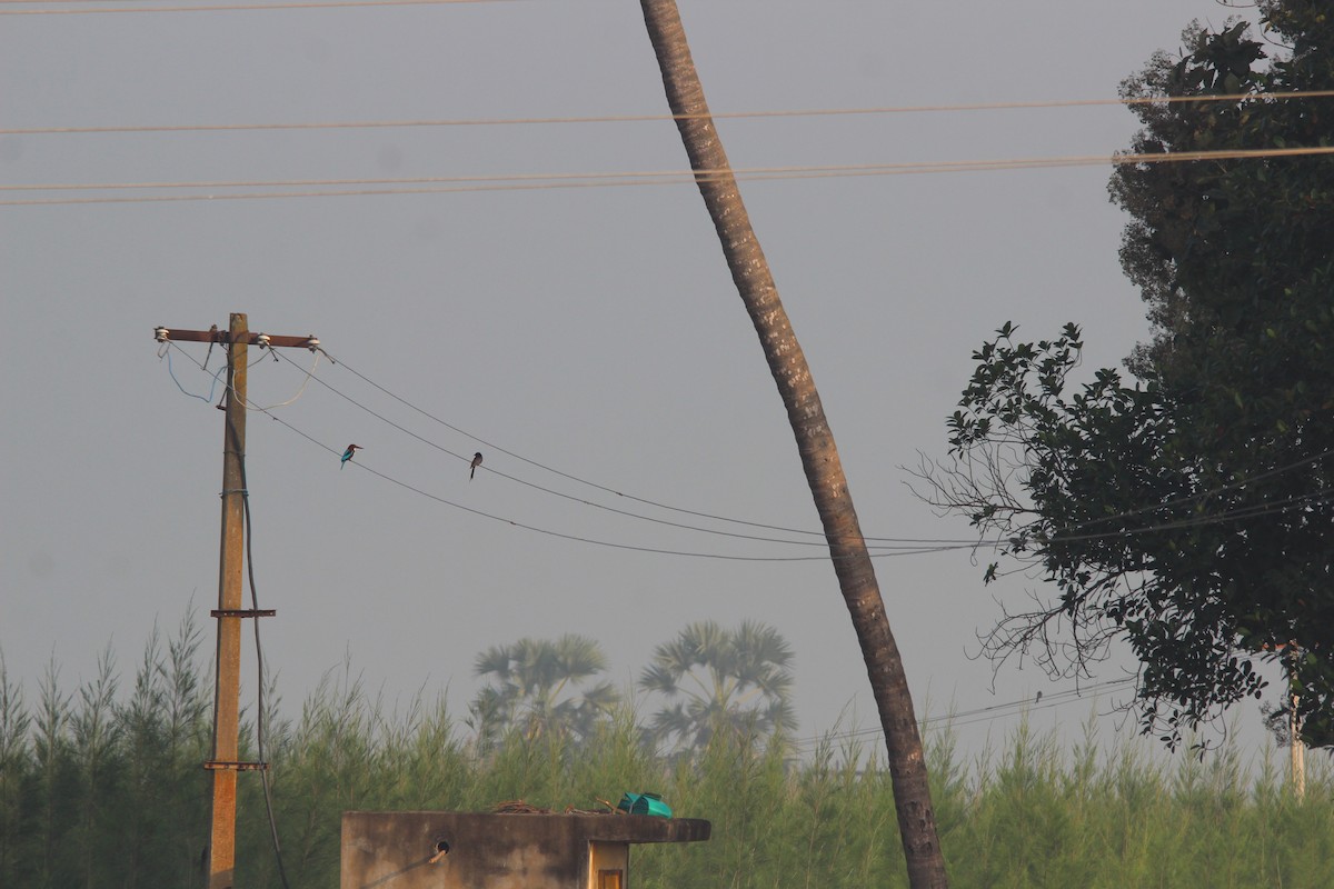 Braunliest - ML647764485