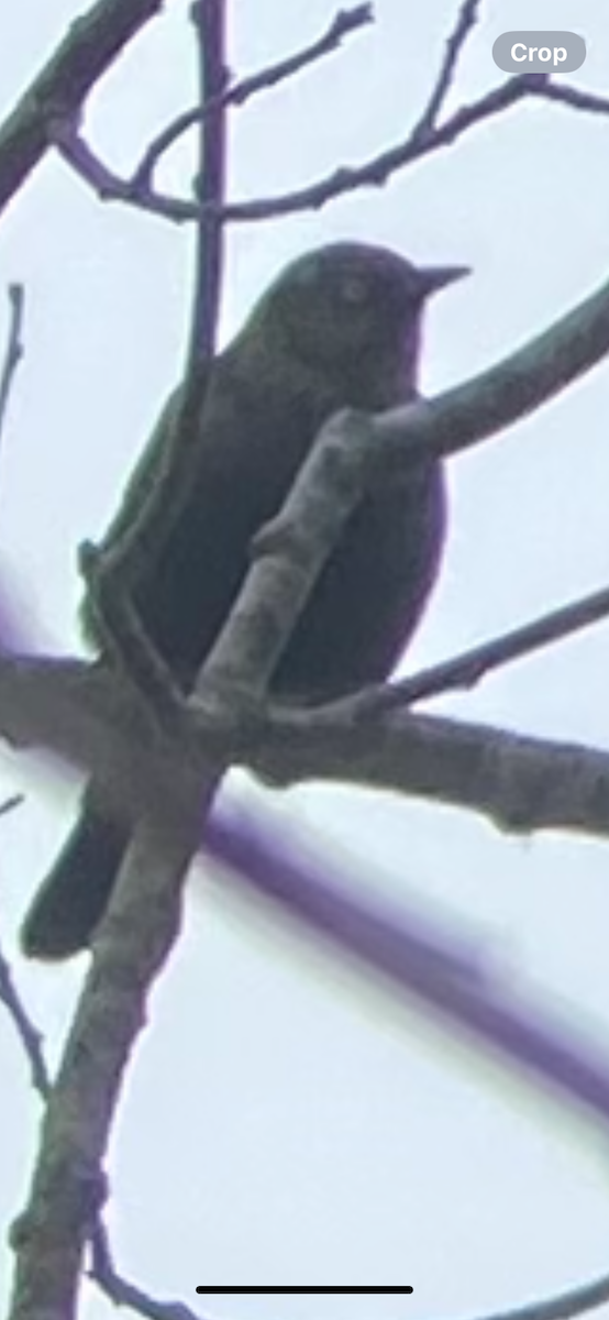 Трупіалець північний - ML647764493