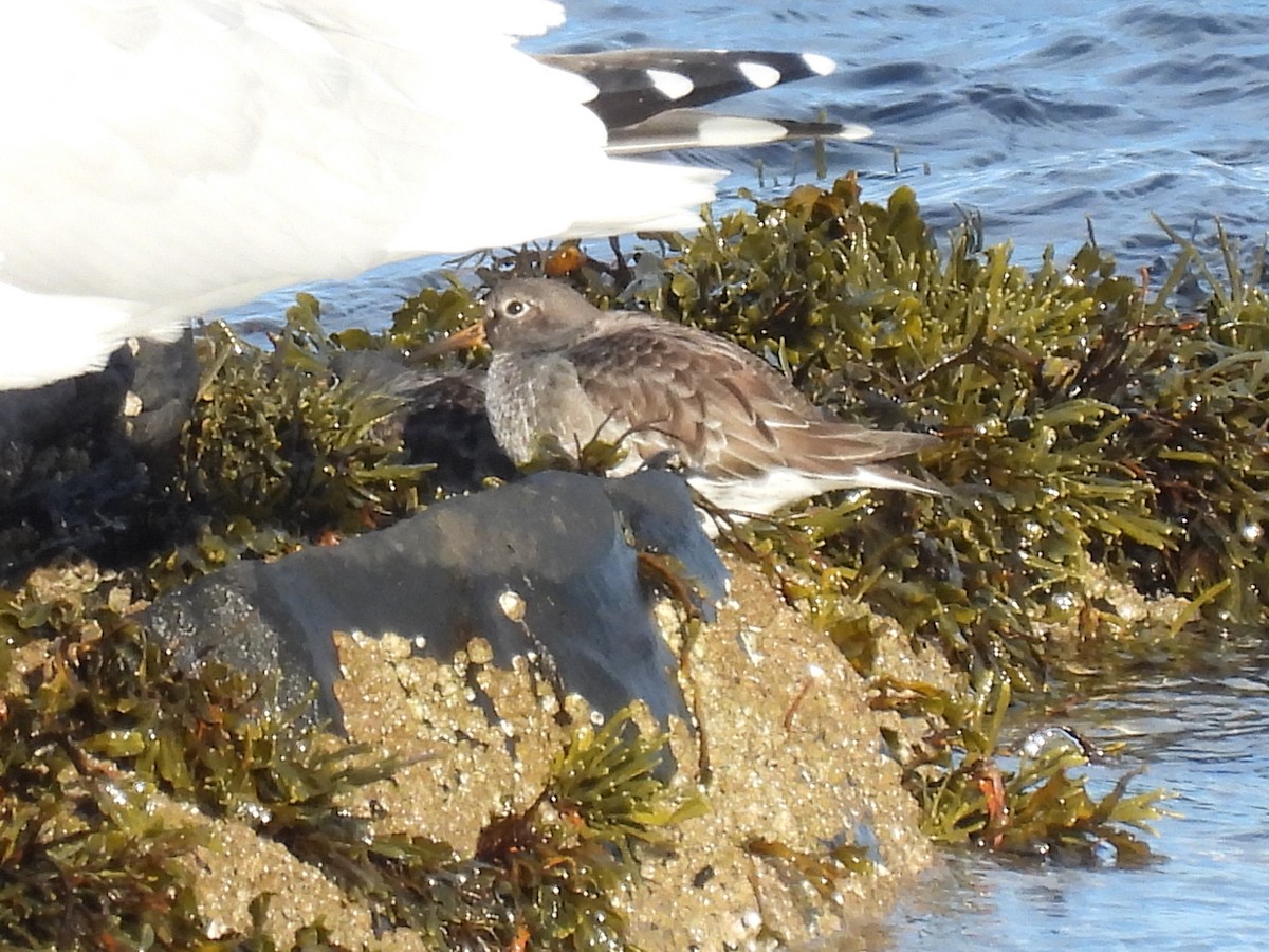 Meerstrandläufer - ML647764506