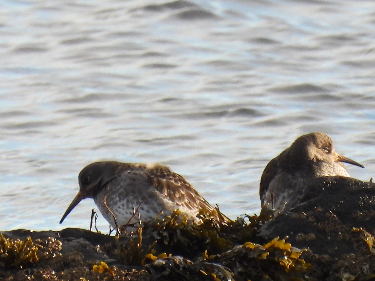 Meerstrandläufer - ML647764507