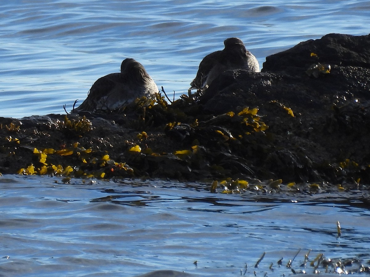 Meerstrandläufer - ML647764508