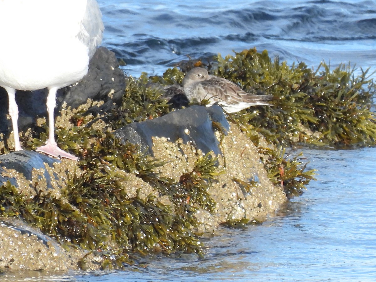 Meerstrandläufer - ML647764509