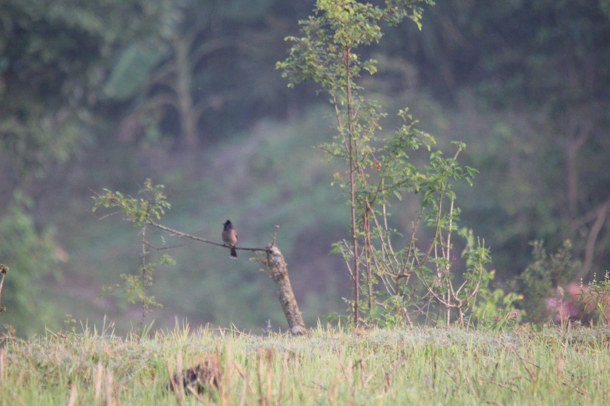 Rotsteißbülbül - ML647764514