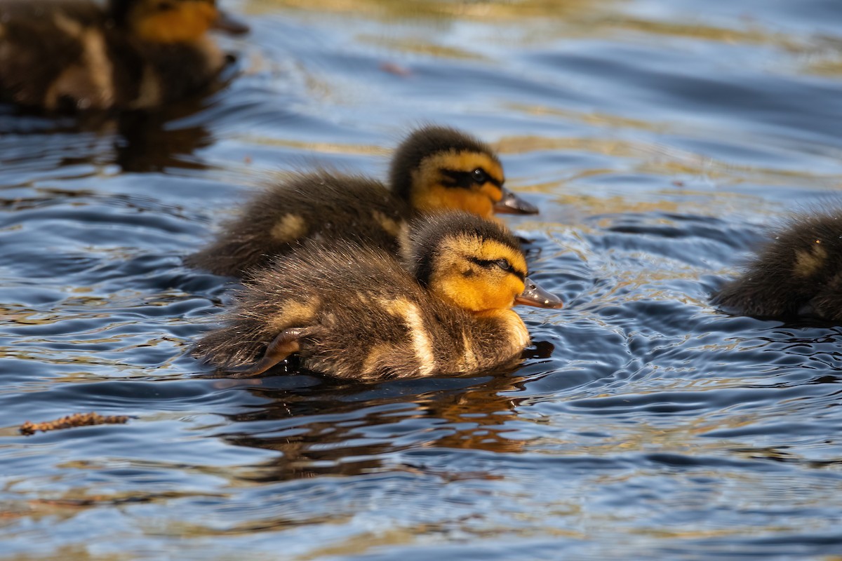 ברכיה - ML647764522