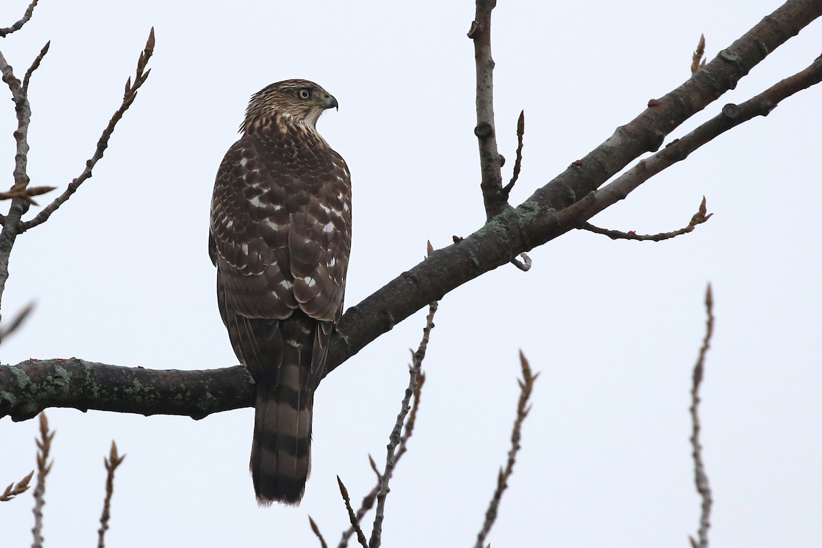 Rundschwanzhabicht - ML647764523