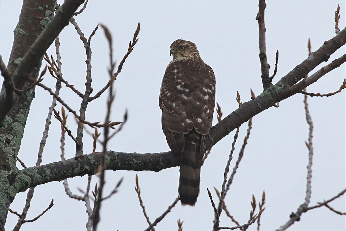 Rundschwanzhabicht - ML647764525