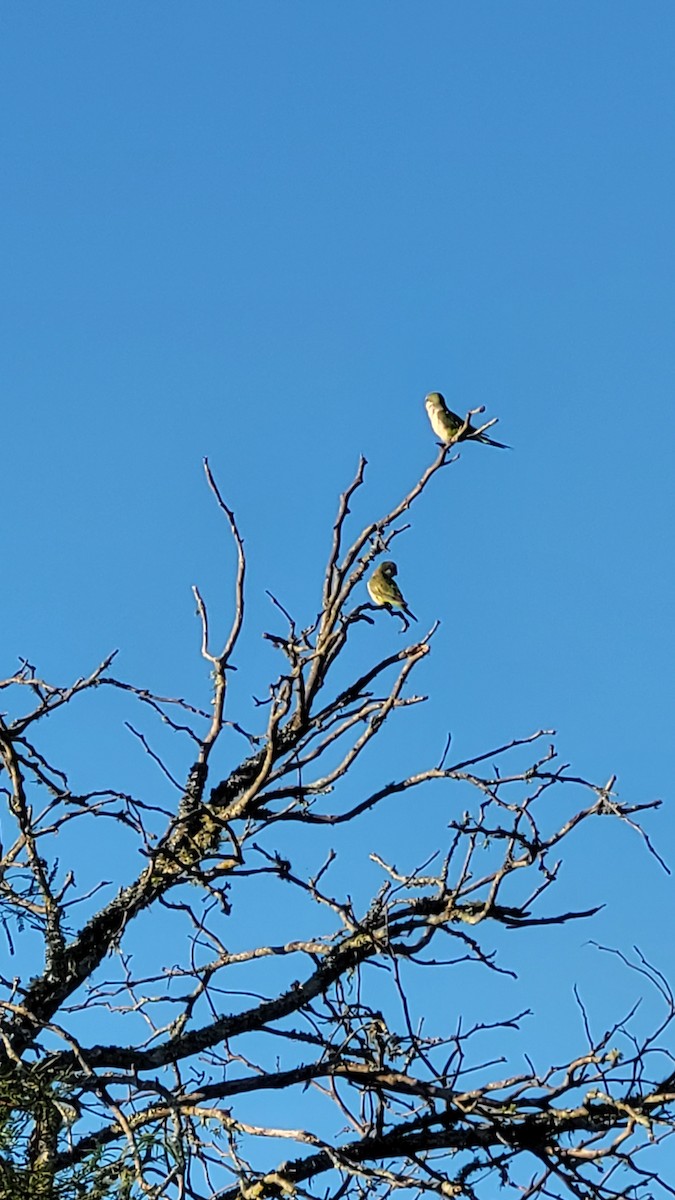 Mönchssittich - ML647764526