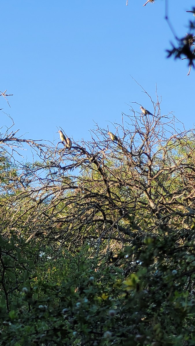 Mönchssittich - ML647764527