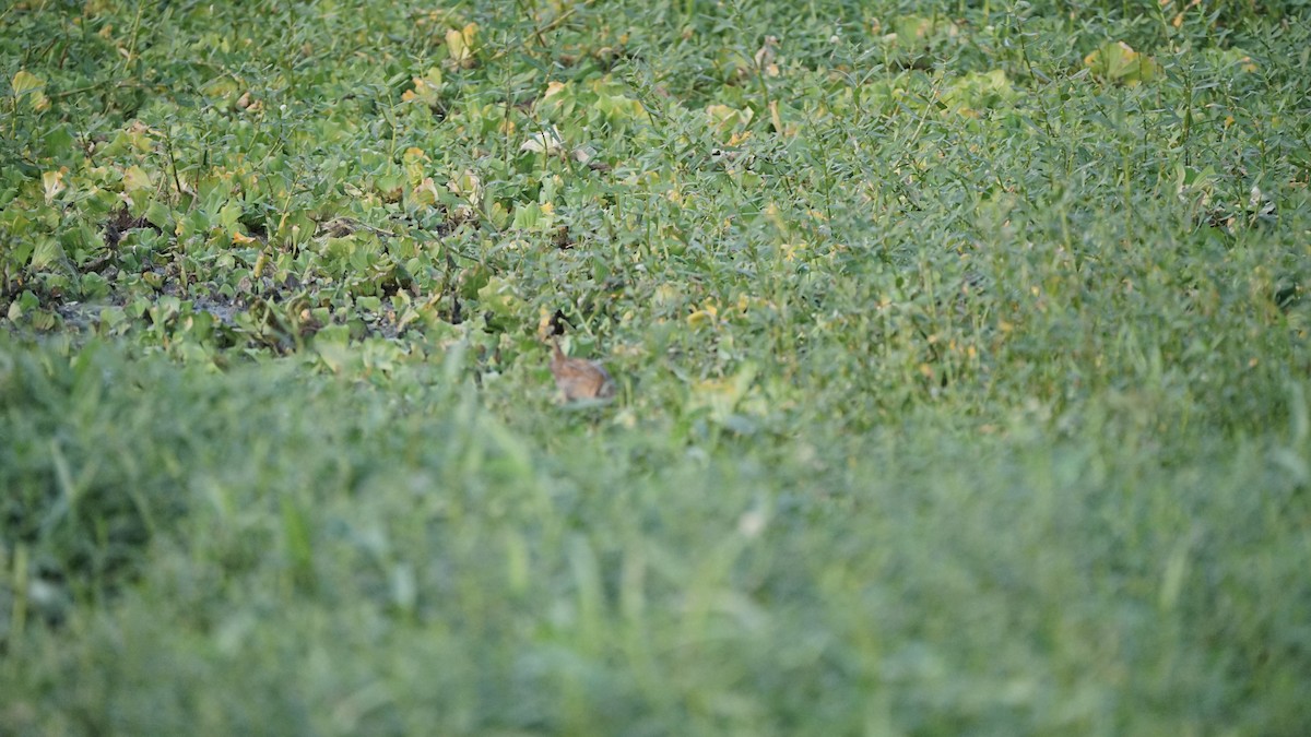 Zwergsumpfhuhn - ML647764529