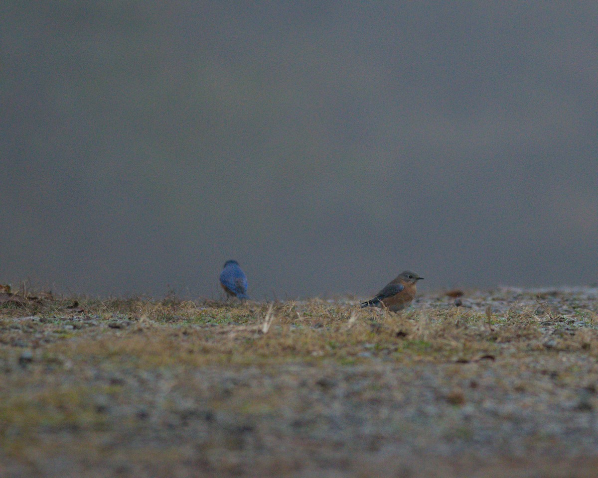 Rotkehl-Hüttensänger - ML647764534