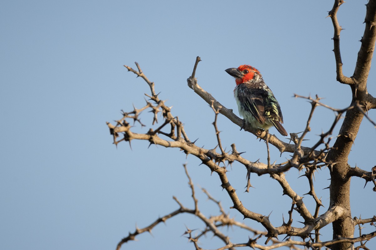 Blutbrust-Bartvogel - ML647764537