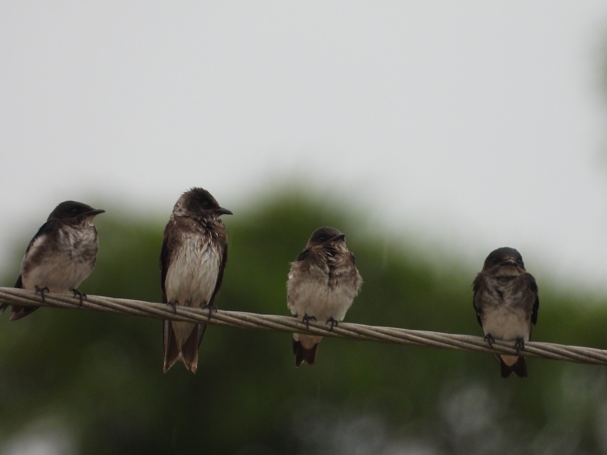 Graubrustschwalbe - ML647764538