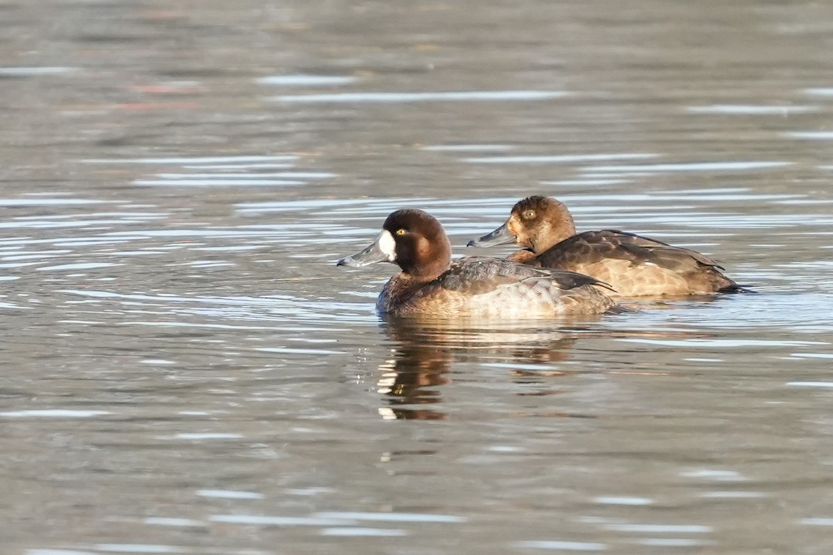 Bergente - ML647764539