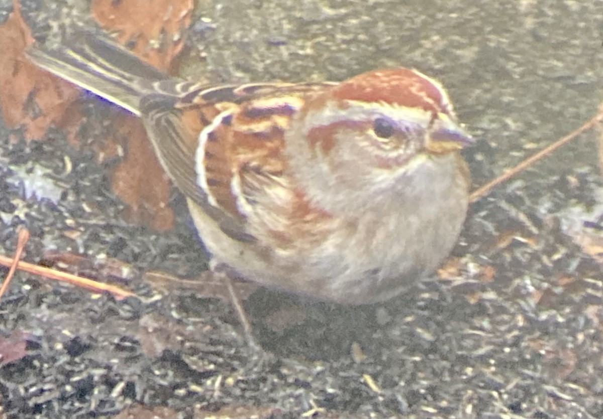 Baumammer - ML647764540