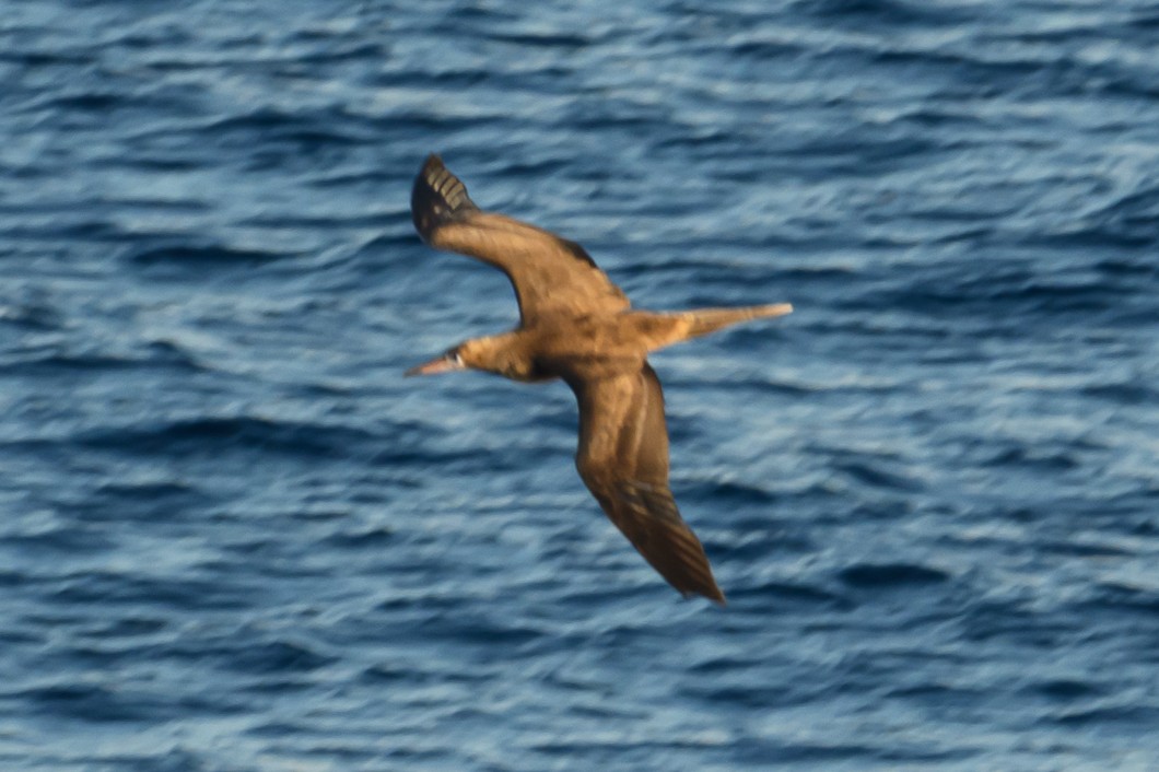 Weißbauchtölpel - ML647764541