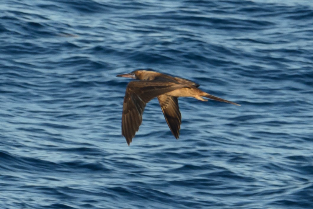 Weißbauchtölpel - ML647764542