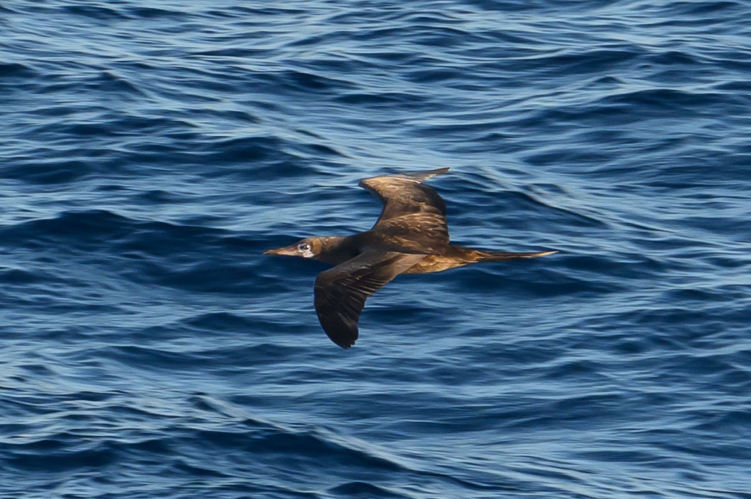 Weißbauchtölpel - ML647764543