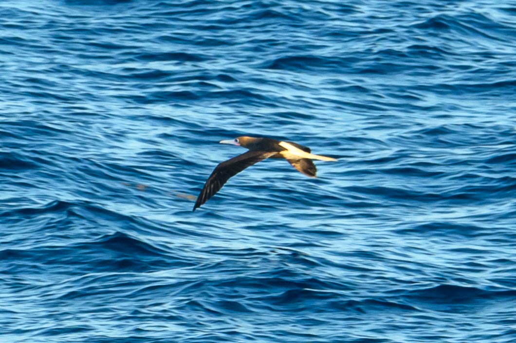 Rotfußtölpel - ML647764546