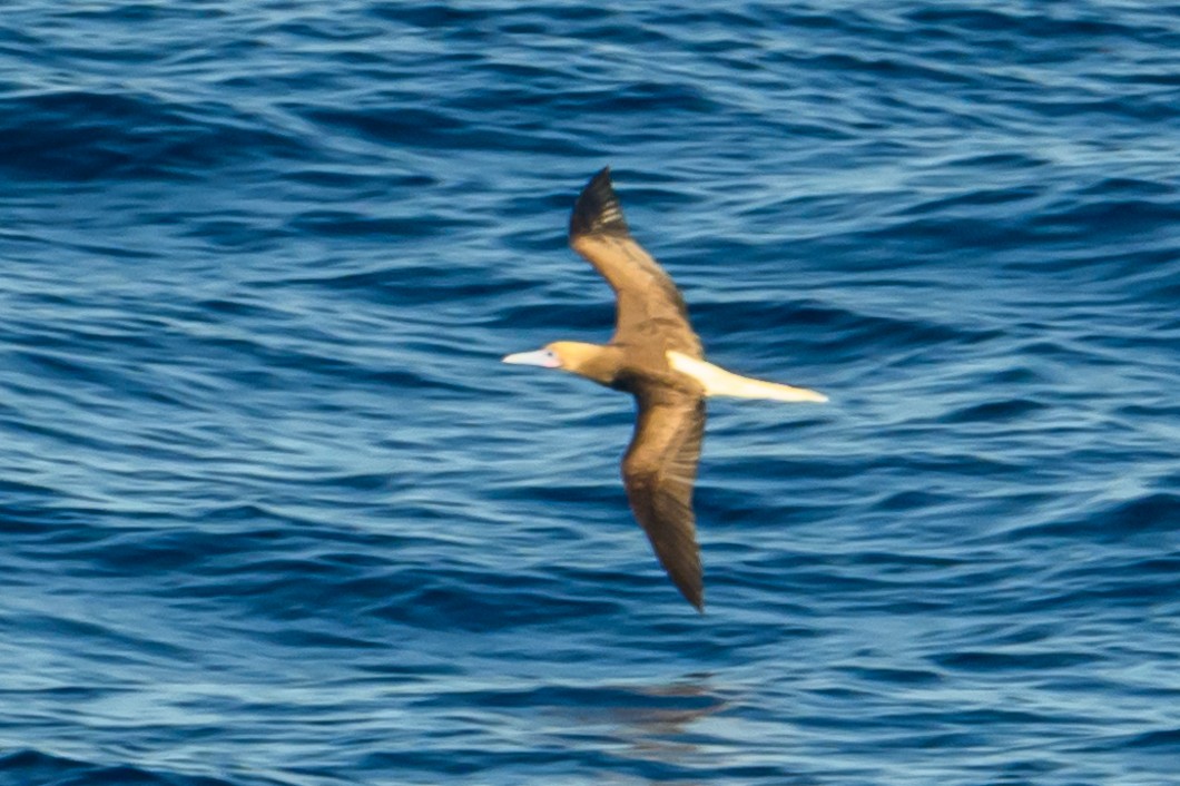 Rotfußtölpel - ML647764547