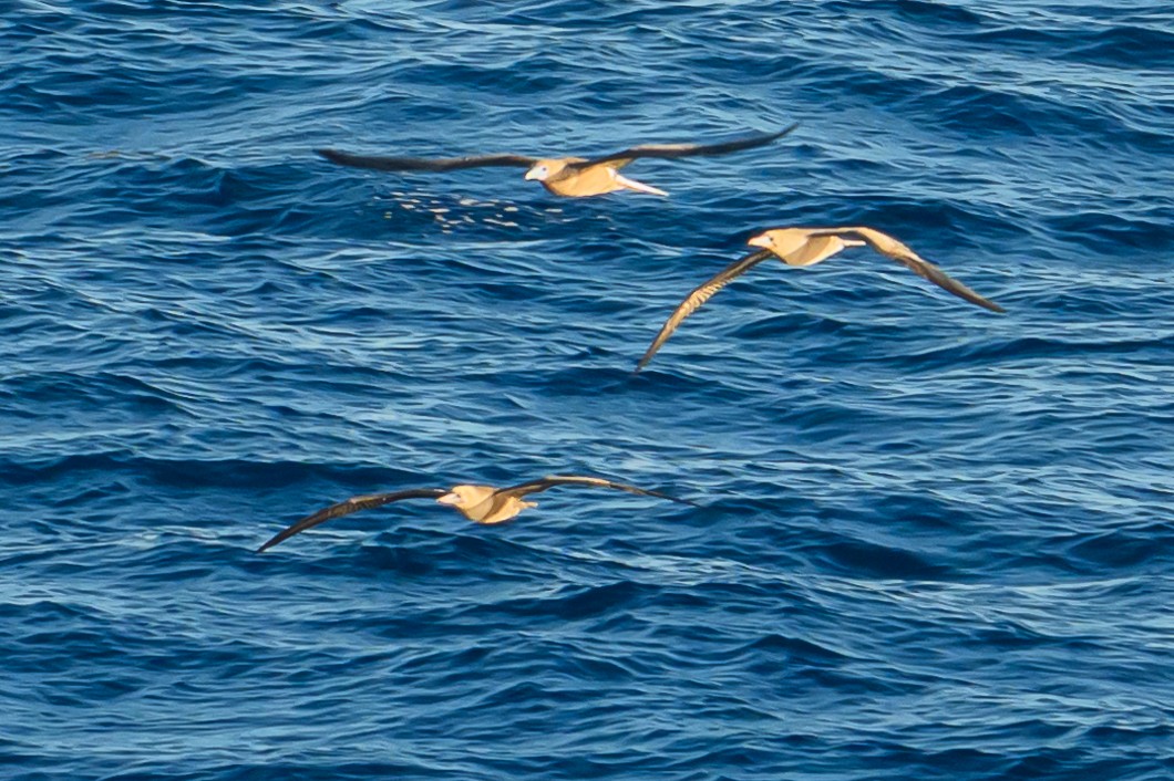 Rotfußtölpel - ML647764548