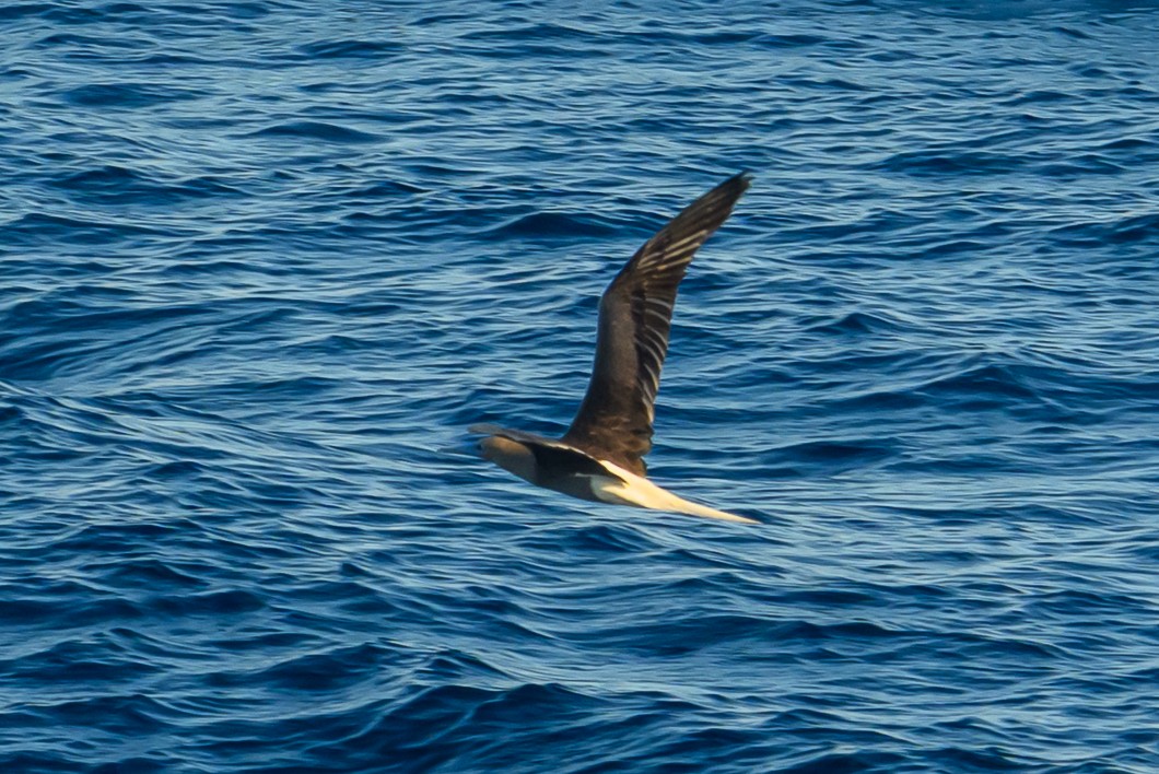 Rotfußtölpel - ML647764549