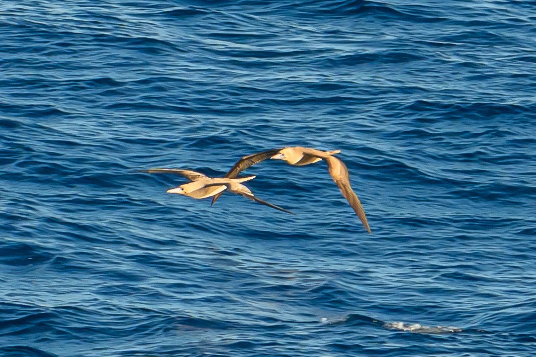 Rotfußtölpel - ML647764550