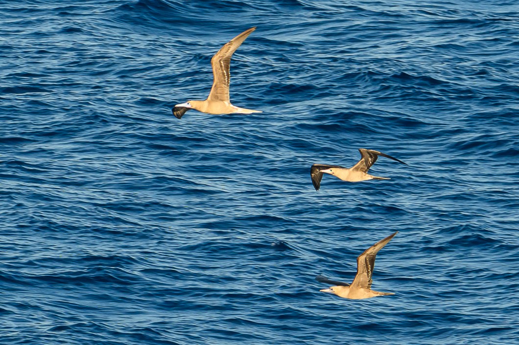 Rotfußtölpel - ML647764551