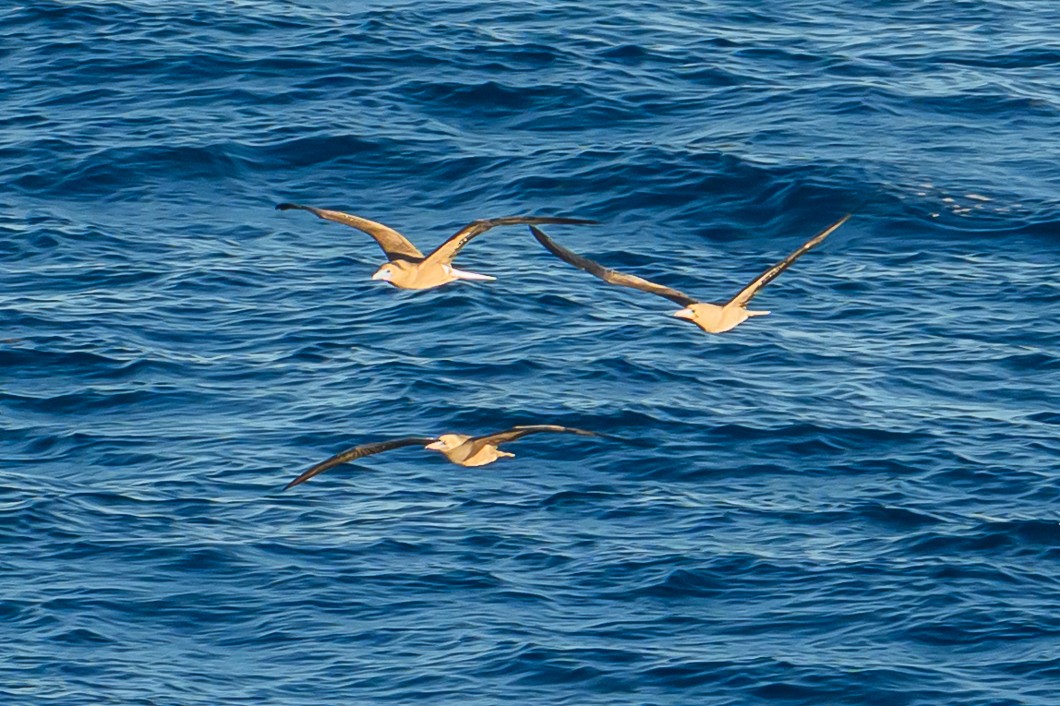 Rotfußtölpel - ML647764552