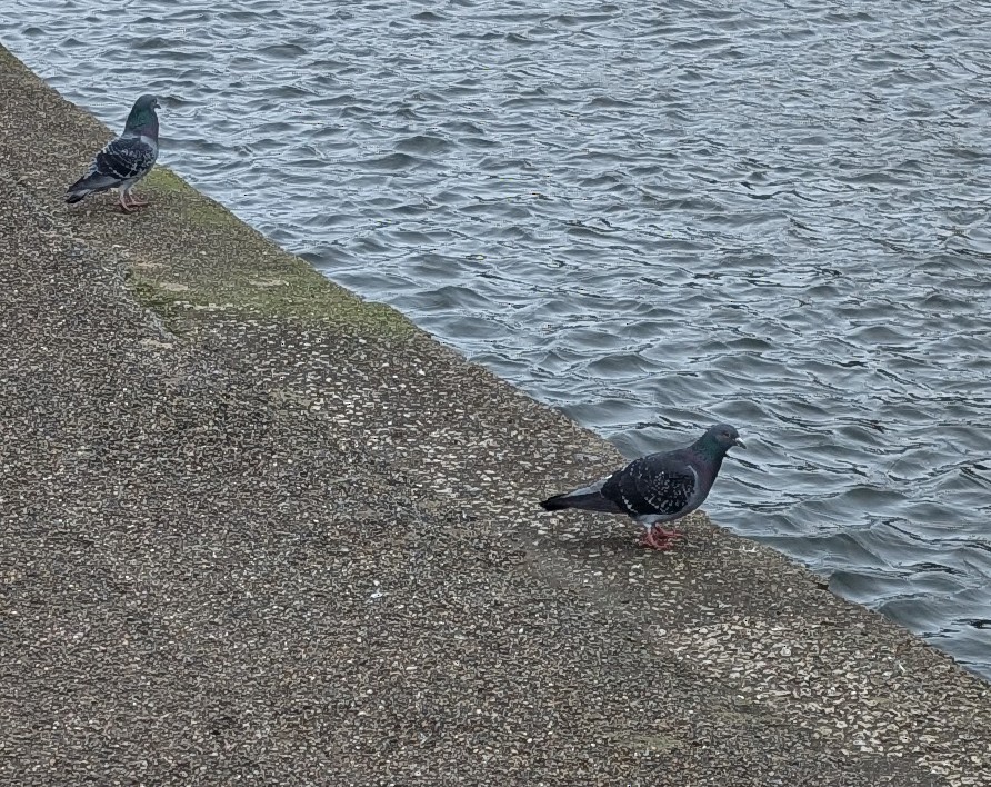 Felsentaube (Straßentaube) - ML647764554