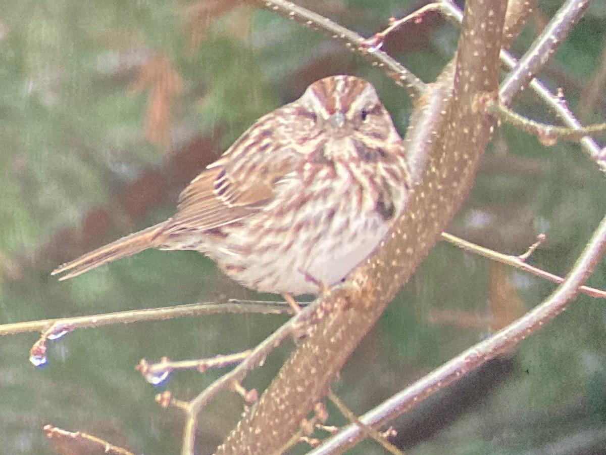 Singammer (melodia/atlantica) - ML647764555