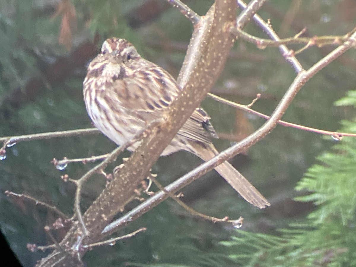 Singammer (melodia/atlantica) - ML647764556