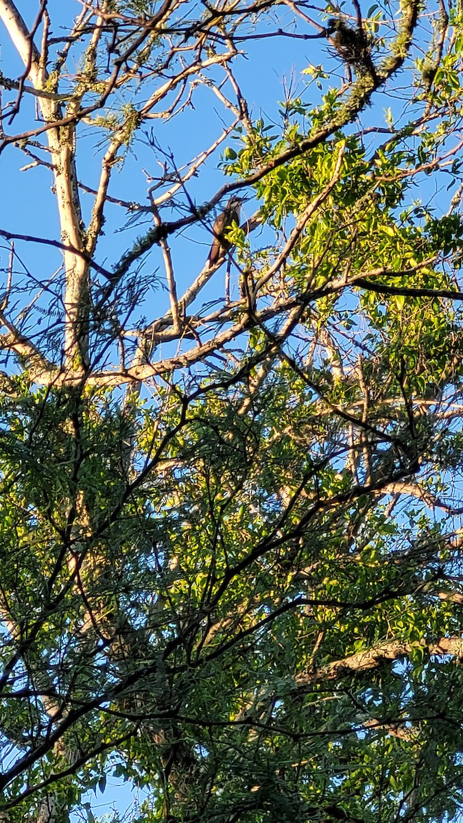 Dark-billed Cuckoo - ML647764566