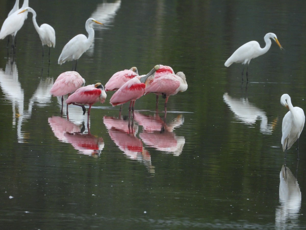 Espátula Rosada - ML647764567