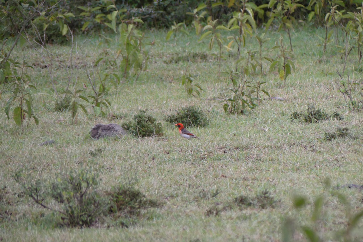 Красноголовый малимб - ML647764568