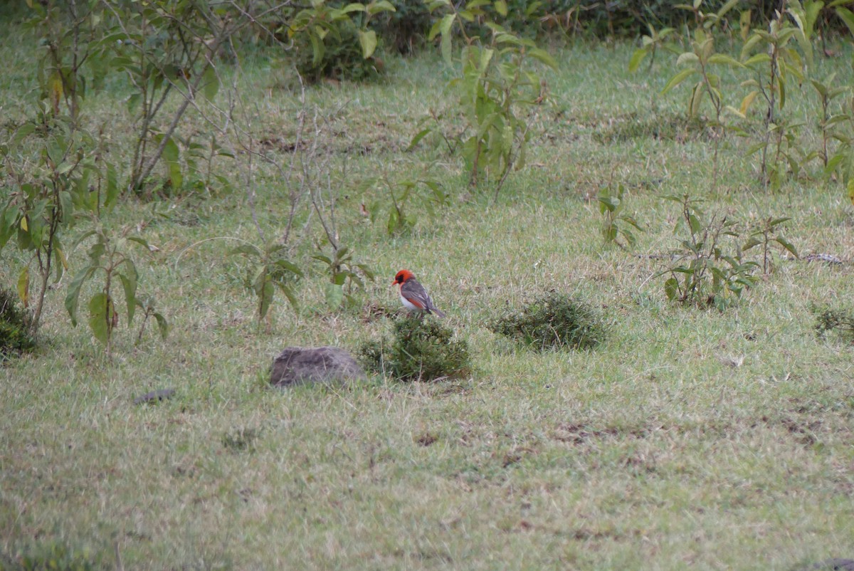 Красноголовый малимб - ML647764569