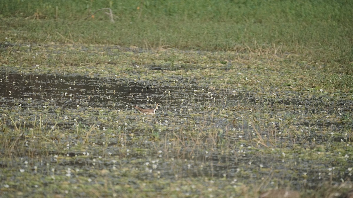 fasanbladhøne - ML647764579