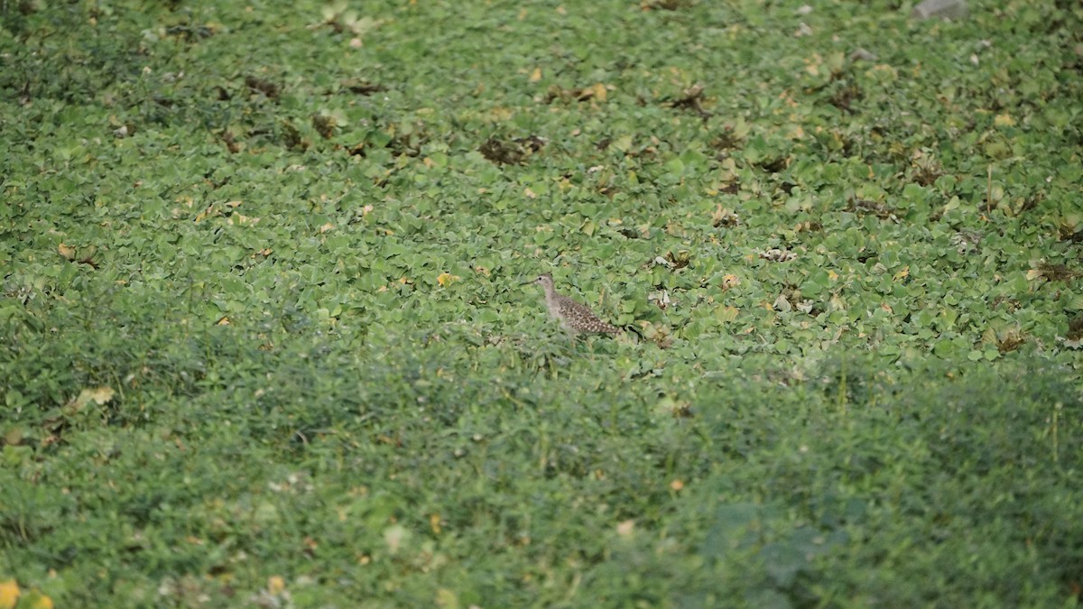 タカブシギ - ML647764586