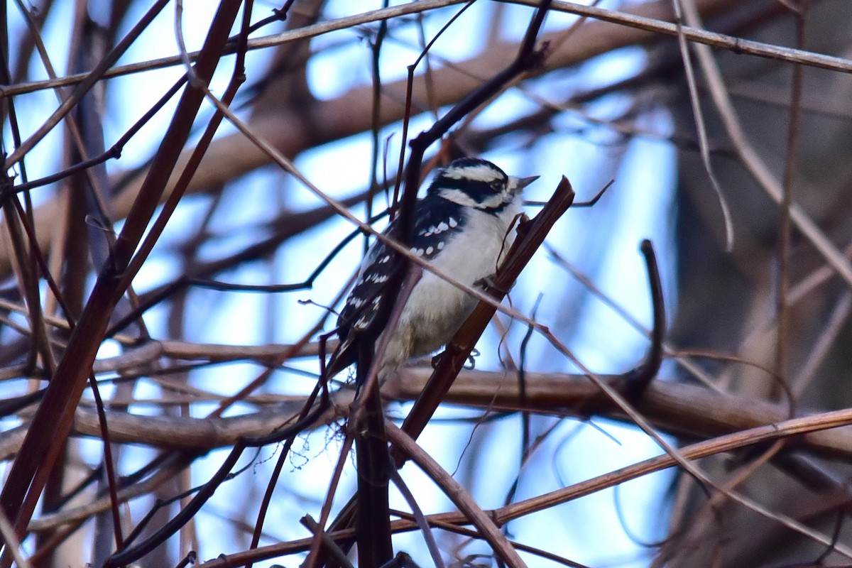 Дятел пухнастий - ML647764595