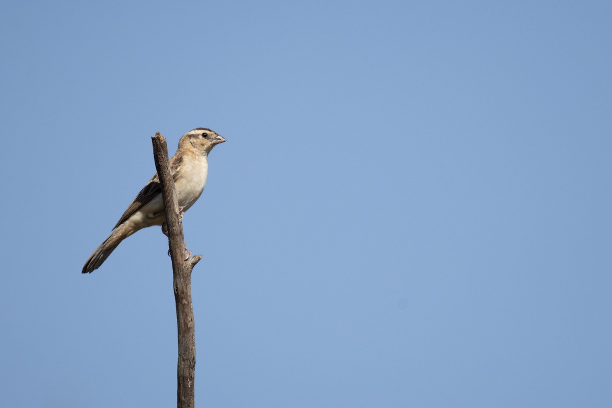 Вдовичка сахелева - ML647764613
