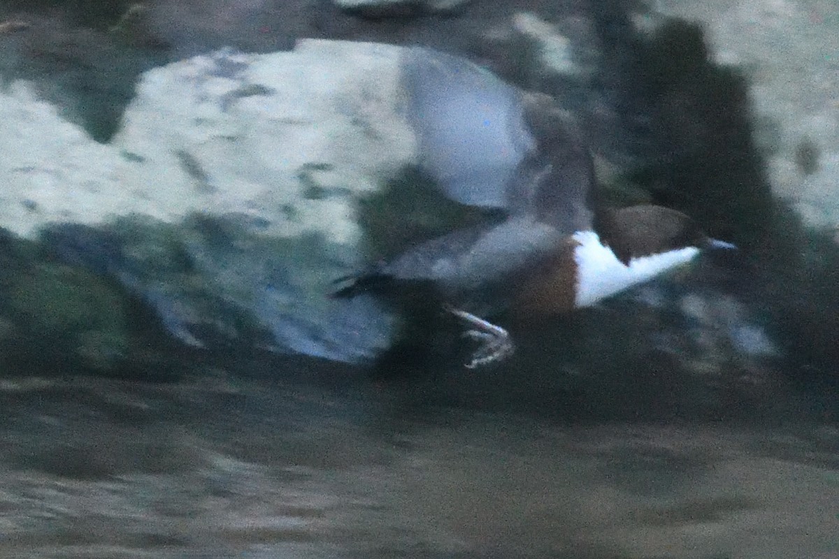 skorec vodní - ML647764635