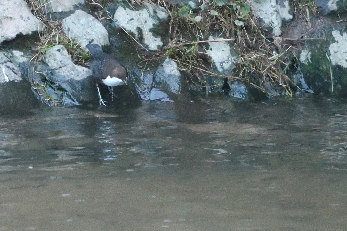 skorec vodní - ML647764636