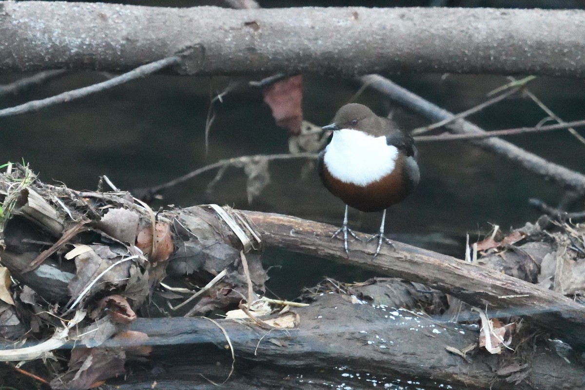 skorec vodní - ML647764637