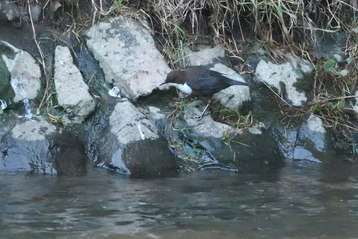 skorec vodní - ML647764639