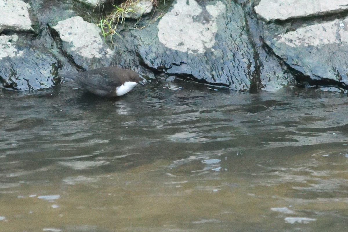 skorec vodní - ML647764640