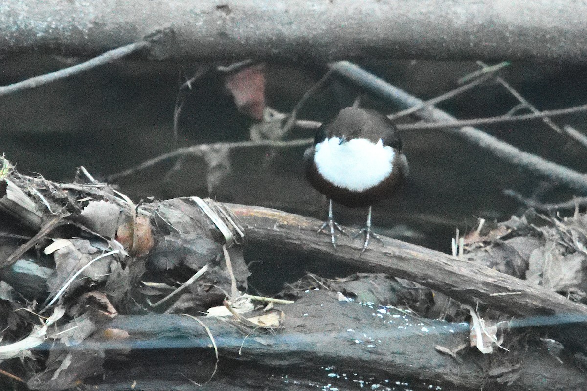 skorec vodní - ML647764641