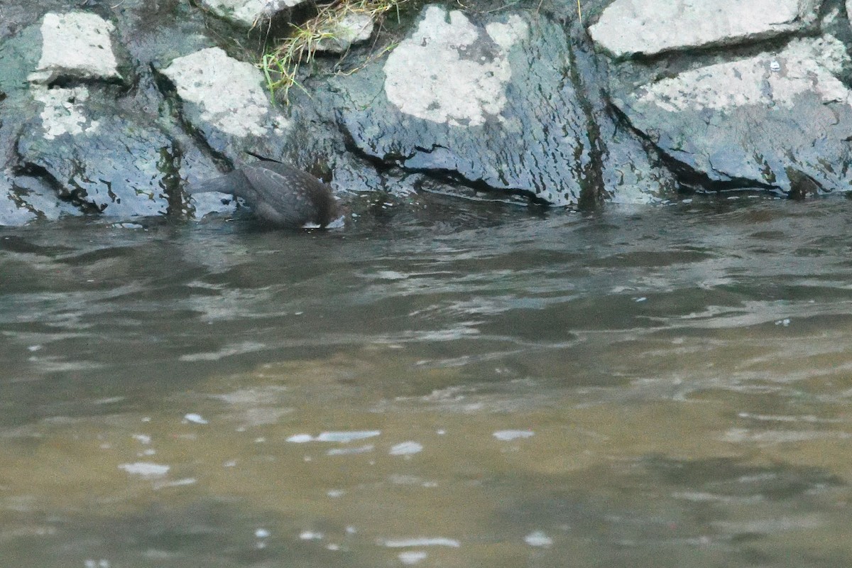 skorec vodní - ML647764642