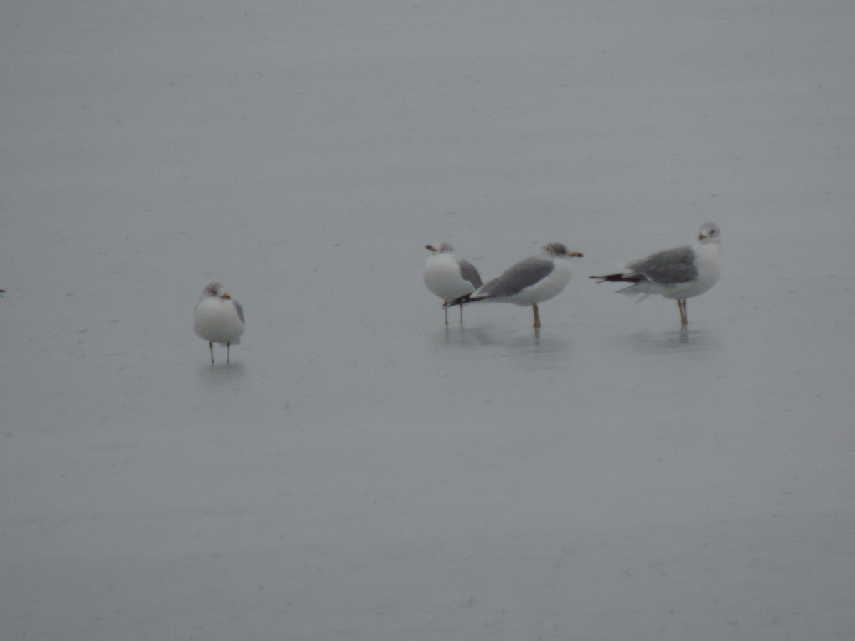 Delawareko kaioa - ML647764651